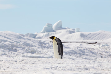 Emperor penguin in antarctica