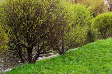 Obraz premium Green trees along the water channel