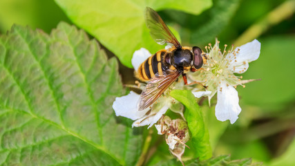 Macro of fly on flower