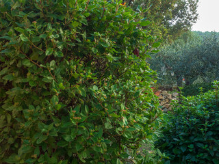 Viburnum tinus - Le Laurier-tin, viorne tin ou laurentin un petit arbuste de haies et d'ornement des jardins, aux petites baies noir, bleuâtre et aux petites fleurs blanches et rosée.
