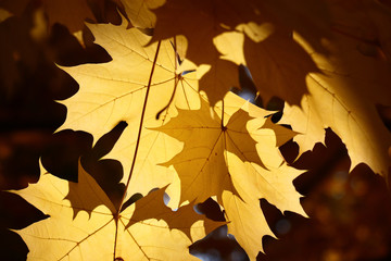Yellow leaves of a maple as X-ray are illuminated by beams of the bright autumn sun.
