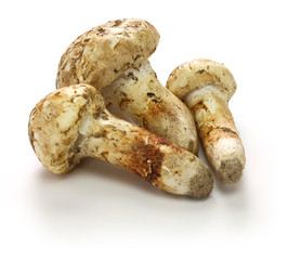 matsutake mushroom isolated on white background