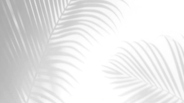 closeup the motion of shadow palm leaves on a white wall background.