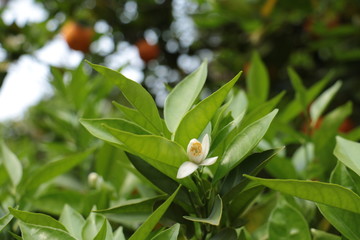 original orange flower