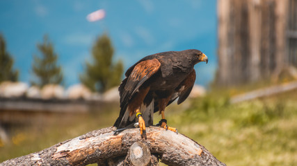 Harris Hawk on wood