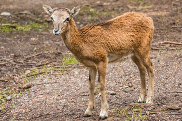 Portrait of a young goat