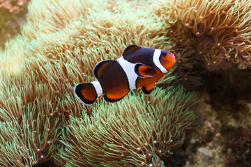 Fototapeta na wymiar Clownfish next to green soft coral