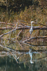 Gray heron standing above the water with reflections