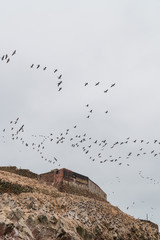 Islas Balletas Boat Tour
