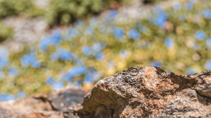 Rock details with flowers in the back