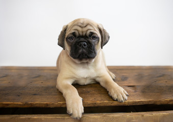 Adorable pug puppy sitting on a wooden box