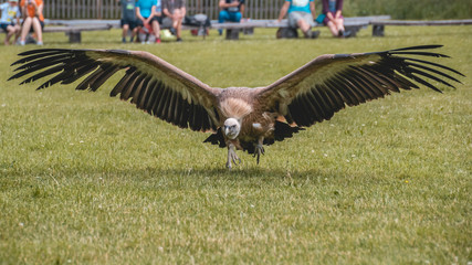 Vulture taking off