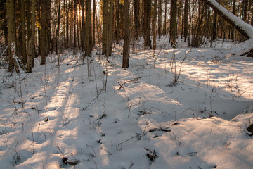 wild forest in winter with high level of snow