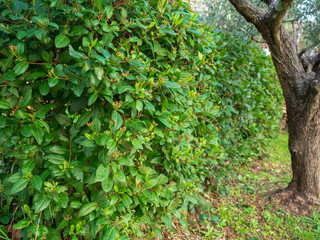 Viburnum tinus - Le Laurier-tin, viorne tin ou laurentin un petit arbuste de haies et d'ornement des jardins, aux petites baies noir, bleuâtre et aux petites fleurs blanches et rosée.