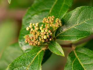 Viburnum tinus - Le Laurier-tin, viorne tin ou laurentin un petit arbuste de haies et d'ornement des jardins, aux petites baies noir, bleuâtre et aux petites fleurs blanches et rosée.