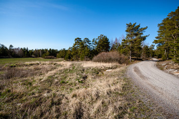 Fototapeta na wymiar rocky coastline in Finland with few pine trees