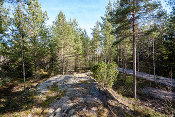 rocky coastline in Finland with few pine trees