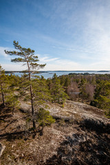 rocky coastline in Finland with few pine trees