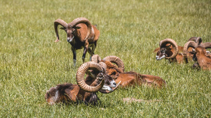 Ram herd in the grass