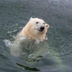 Fototapeta premium White bear in water, snorting, portrait 