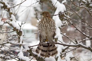 Hawk Looking for Prey in a Snow Covered Tree