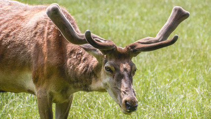 Male deer in the grass