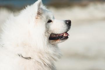 Fototapeta premium white samoed dog. sand on a background