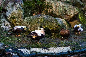 Enten