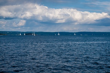 rocky coastline in Norway with few pine trees