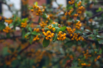 Pyracantha bush full of berries in the garden of a house