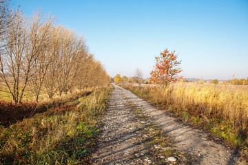 dirt road in a field on a sunny autumn day