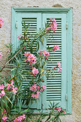 Fototapeta na wymiar Pink oleander flowers in front of window shutter 