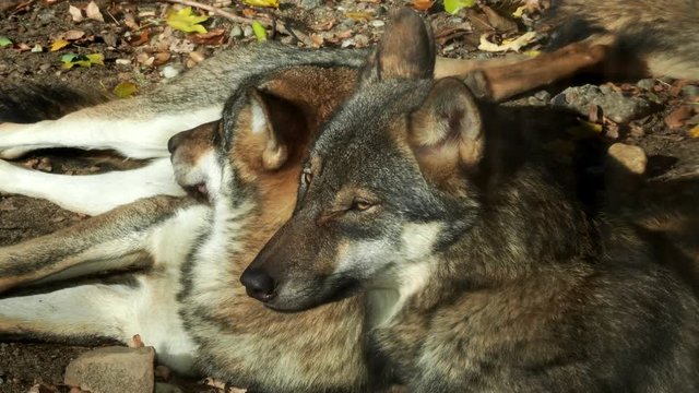 European gray wolves (Canis lupus lupus) lie and rest. Pack of wolves.