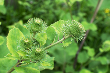 Green bloom of burdock