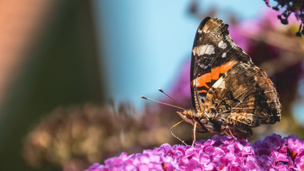 Macro of Red admiral butterfly on flower