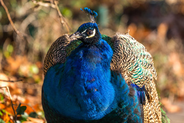 Fototapeta premium Pfau
