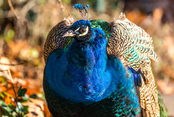 Obraz premium Gespensterwald