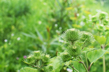 Green bloom of burdock