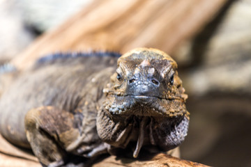 leguan