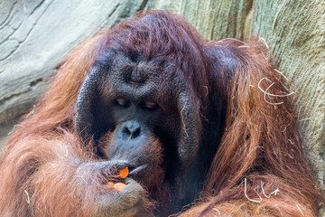 Fototapeta premium orangutan