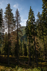 cloudy and misty Slovakian Western Carpathian Tatra Mountain skyline covered with forests and trees