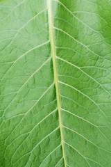 Green leaf texture background