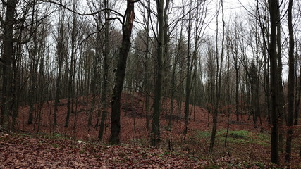 trees forest autumn gloomily nature plants gloomy © DEM