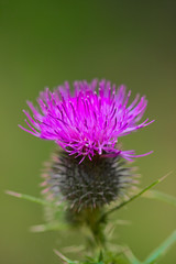 Carduus crispus purple flower, isolated, green bokeh background