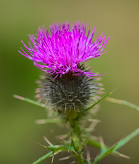 Carduus crispus purple flower, isolated, green bokeh background