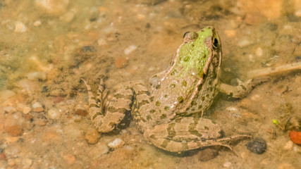Macro of green frog in water