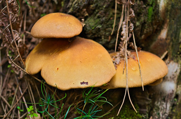 Suillus luteus mushroom family in a pine forest