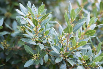 Bay tree growing in autumn garden, nature beackground with copyspace. Aromatic condiment. Spice.