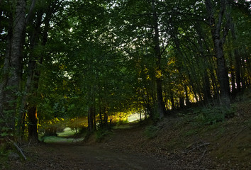 Hiking in Sila National Park at sunset with light rays passing through pine trees