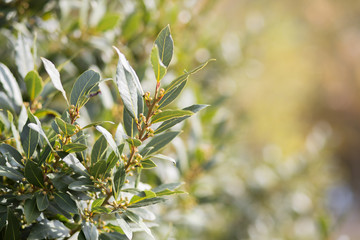 Bay tree growing in autumn garden, nature beackground with copyspace. Aromatic condiment. Spice.